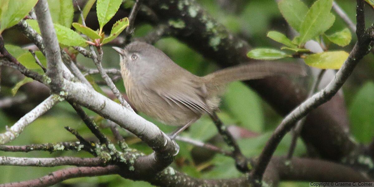 Wrentit (Chamaea fasciata) - Adult