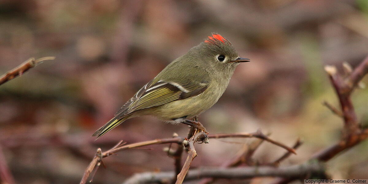Ruby-crowned Kinglet (Corthylio calendula) - Adult male