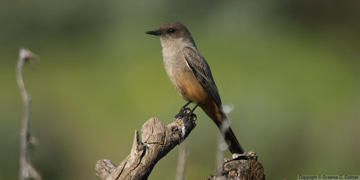 Say's Phoebe (Sayornis saya) - Adult