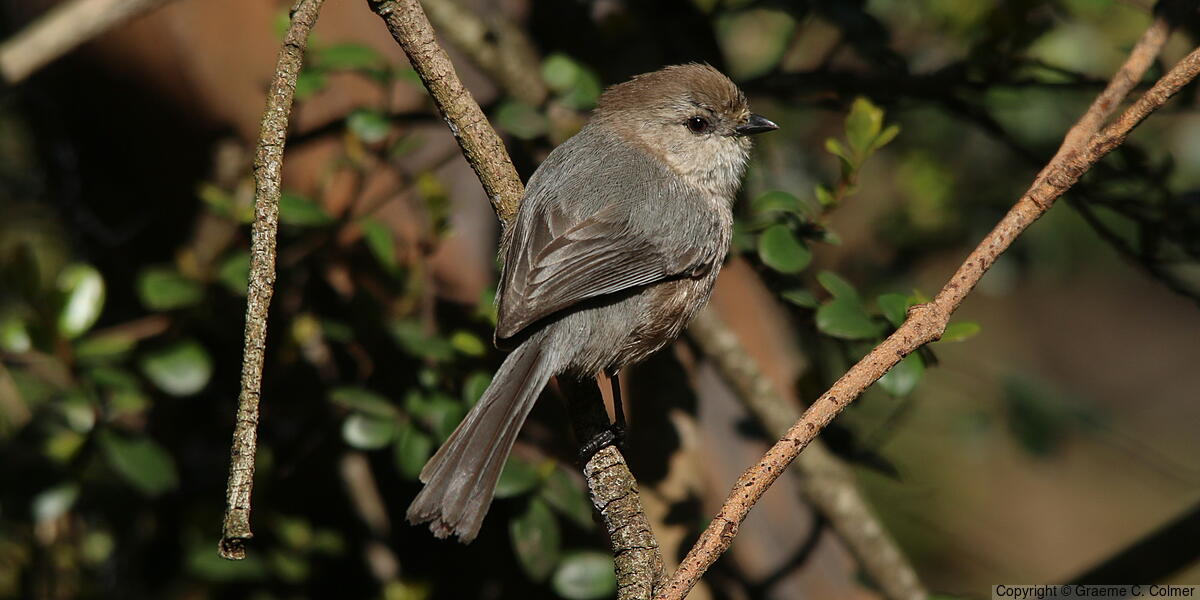 Bushtit (Psaltriparus minimus) - Male (Pacific)