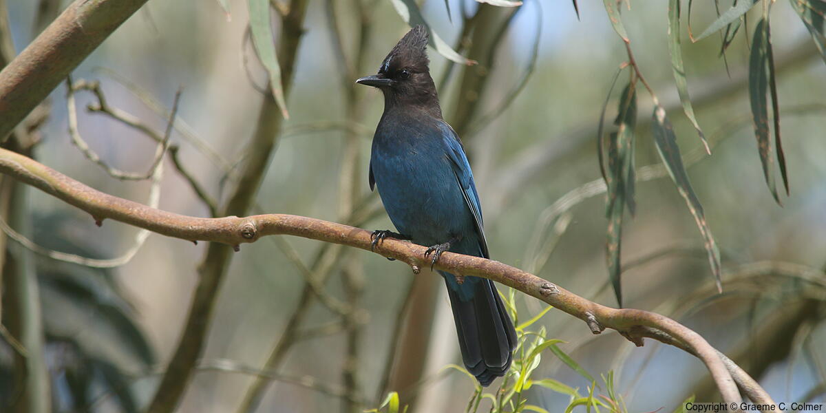 Steller's Jay (Cyanocitta stelleri) - Adult