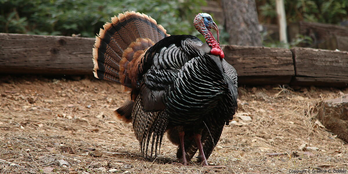 Wild Turkey (Meleagris gallopavo) - Adult male