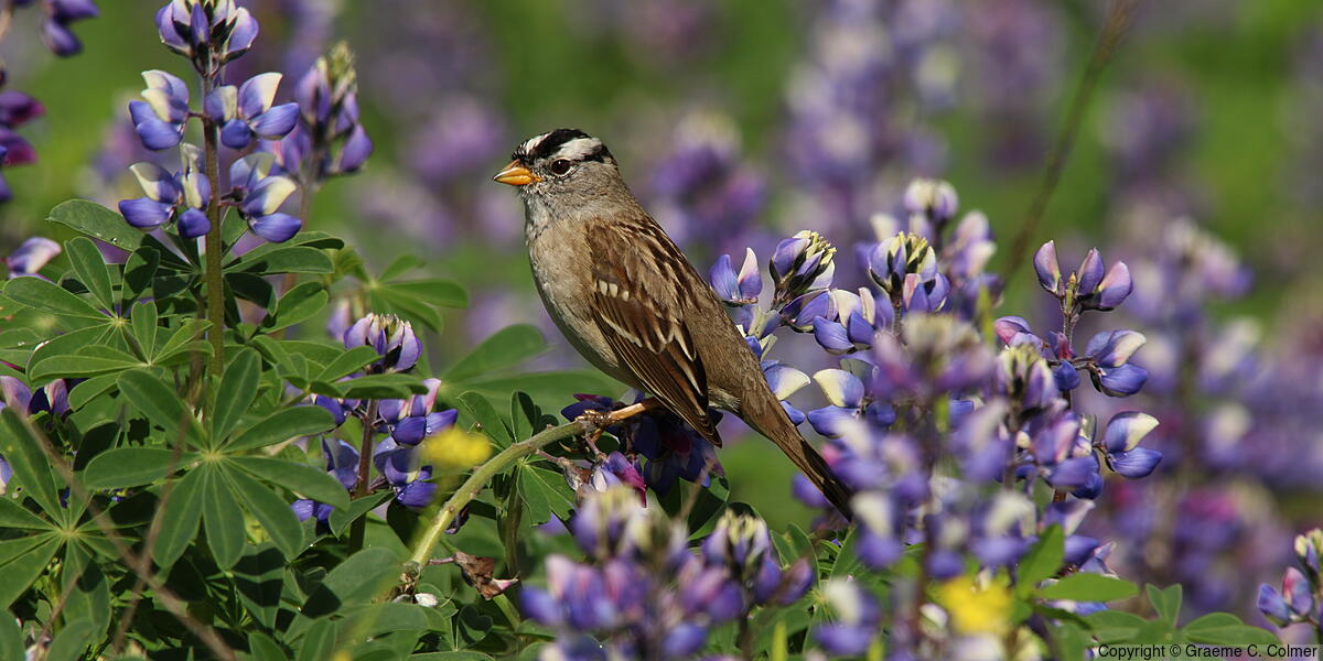White-crowned Sparrow (Zonotrichia leucophrys) - Adult
