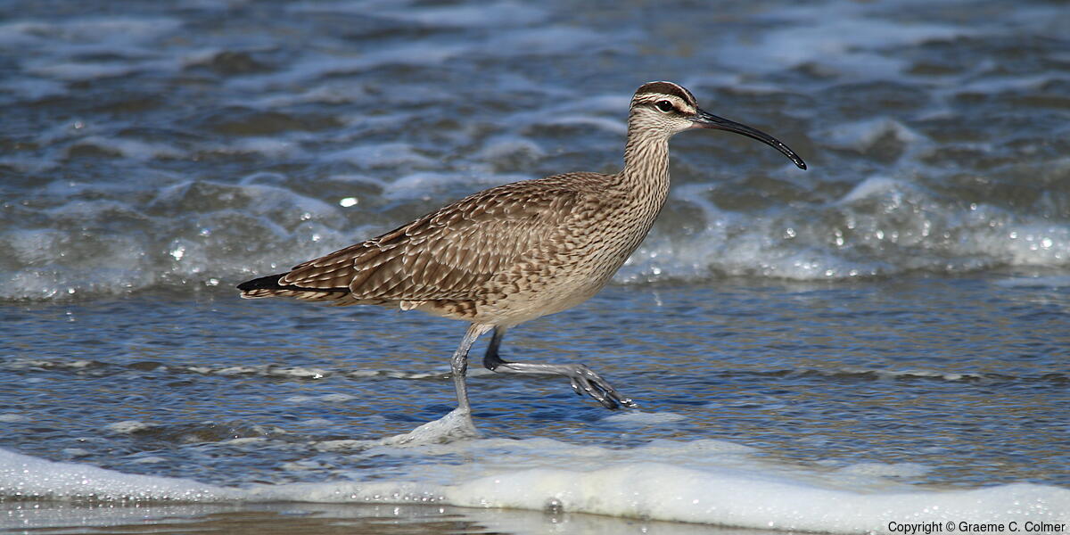 Whimbrel (Numenius phaeopus) - Adult