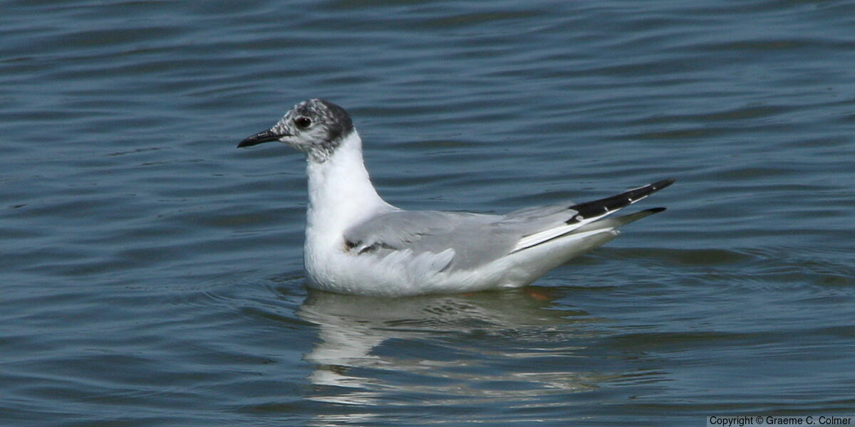 Bonaparte's Gull (Chroicocephalus philadelphia) - Nonbreeding adult
