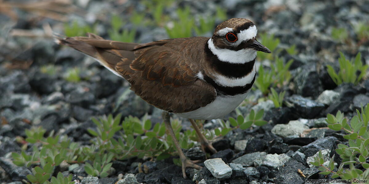 Killdeer (Charadrius vociferus) - Adult
