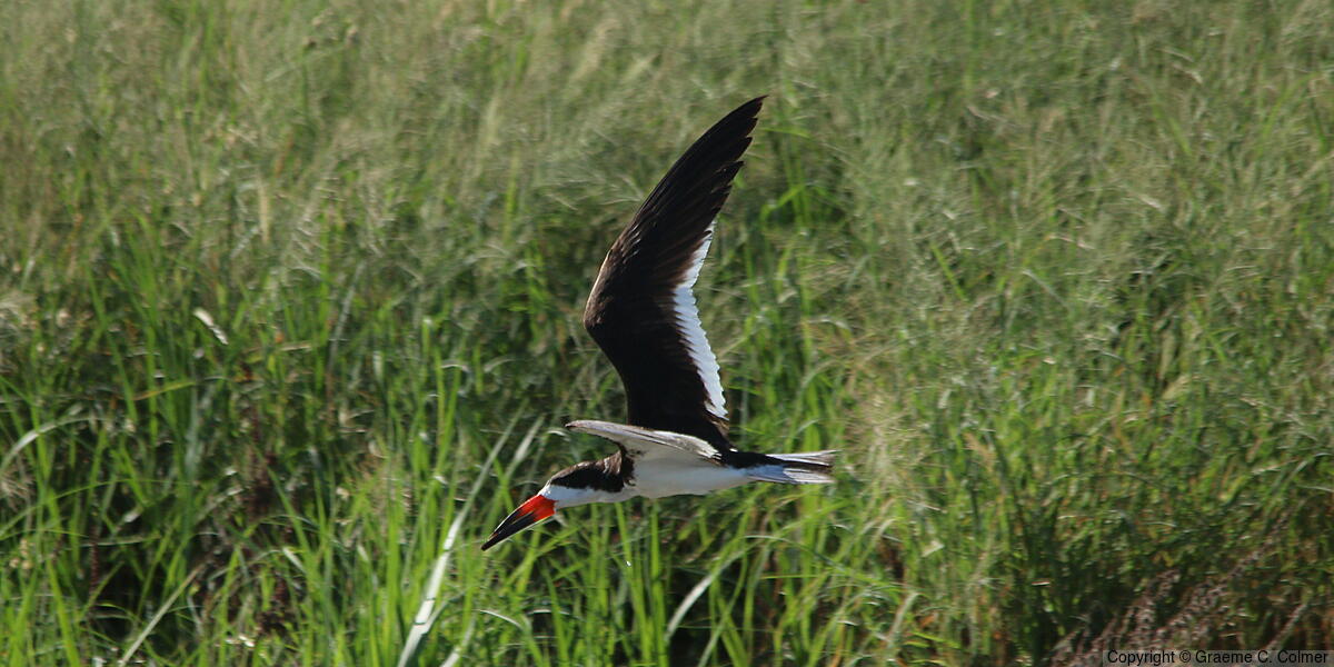 Black Skimmer (Rynchops niger) - Adult