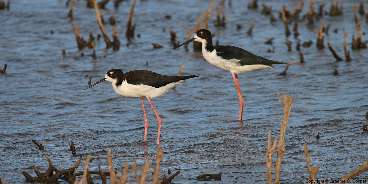 Black-necked Stilt (Himantopus mexicanus) - Adults (Hawaiian)
