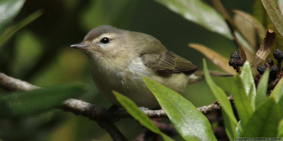 Warbling Vireo (Vireo gilvus) - Adult