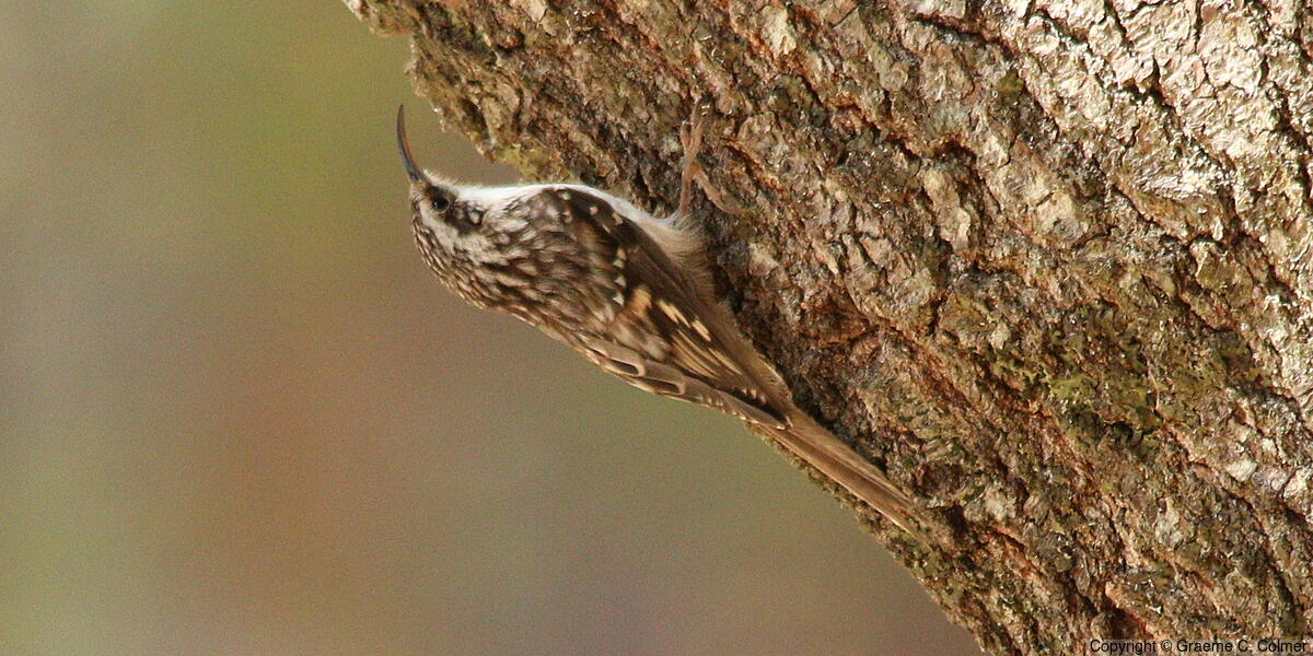 Brown Creeper (Certhia americana) - Brown Creeper