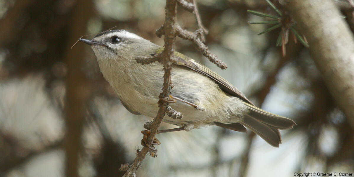 Golden-crowned Kinglet (Regulus satrapa) - Adult