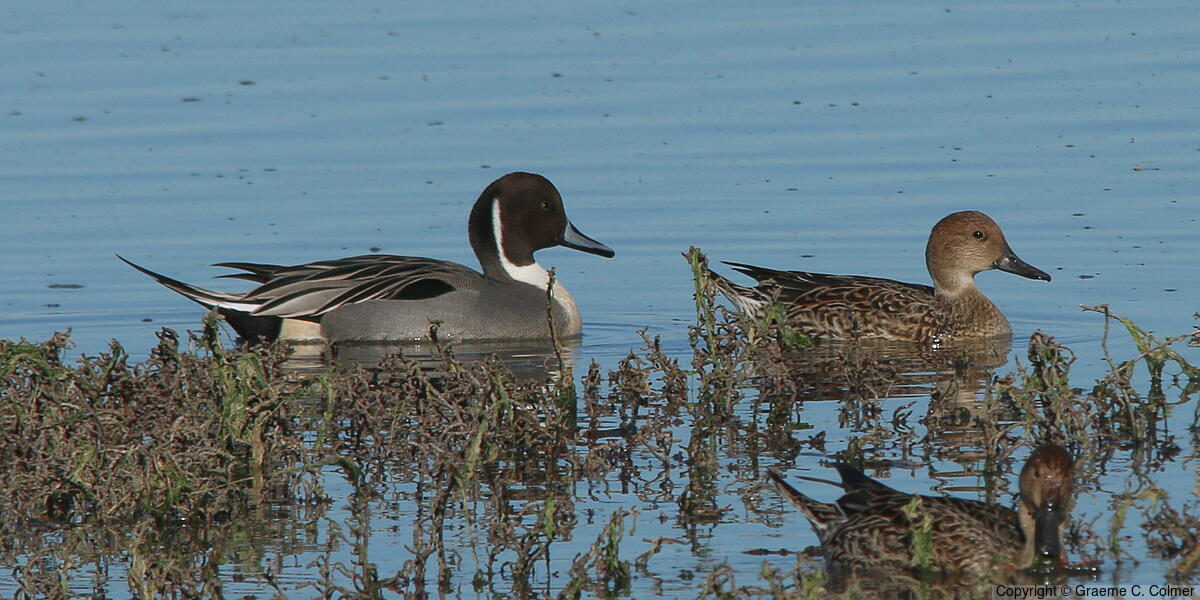Northern Pintail (Anas acuta) - Adult male and female
