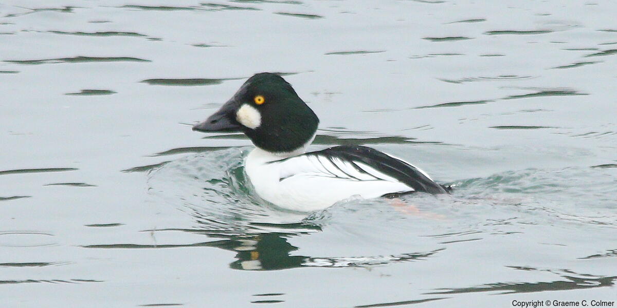 Common Goldeneye (Bucephala clangula) - Adult male