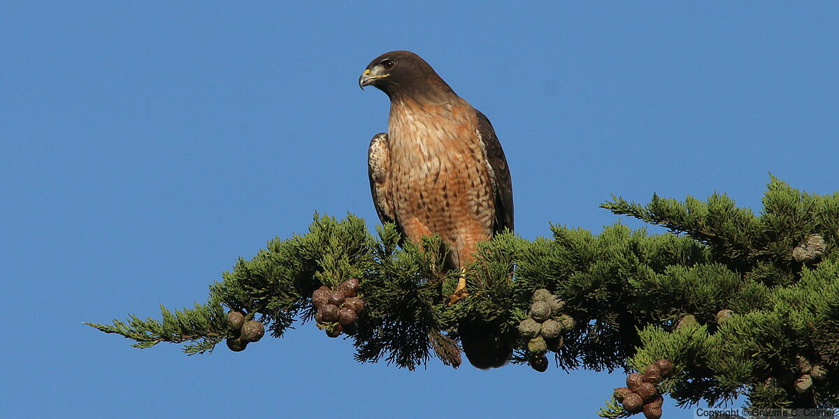 Red-shouldered Hawk (Buteo lineatus) - Adult