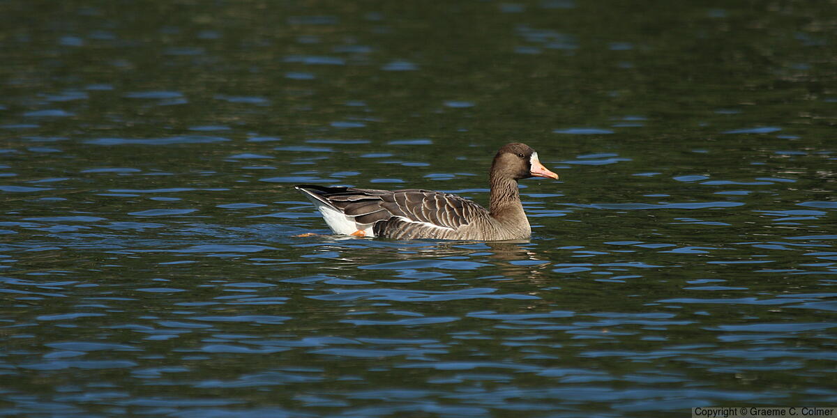 Greater White-fronted Goose (Anser albifrons) - Adult
