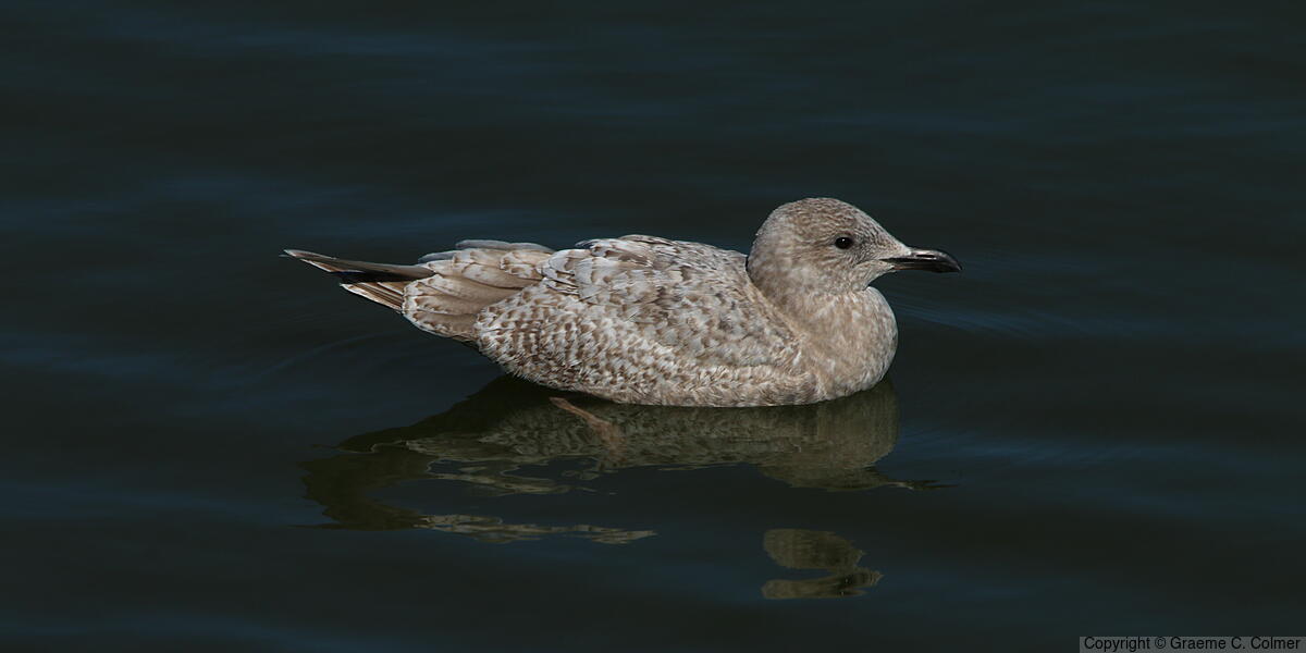 Iceland Gull (Larus glaucoides) - First winter (Thayer’s)