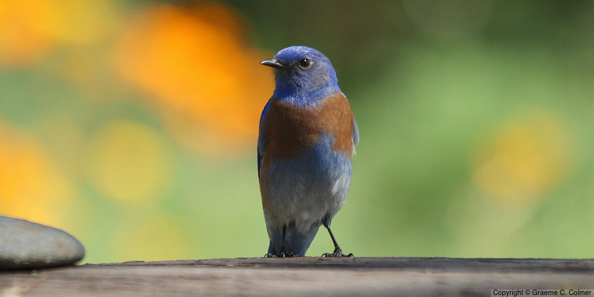 Western Bluebird (Sialia mexicana) - Adult male
