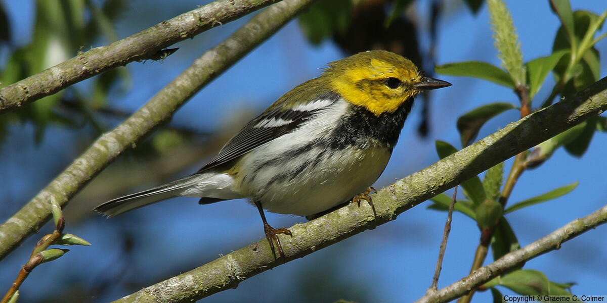 Black-throated Green Warbler (Setophaga virens) - Adult male