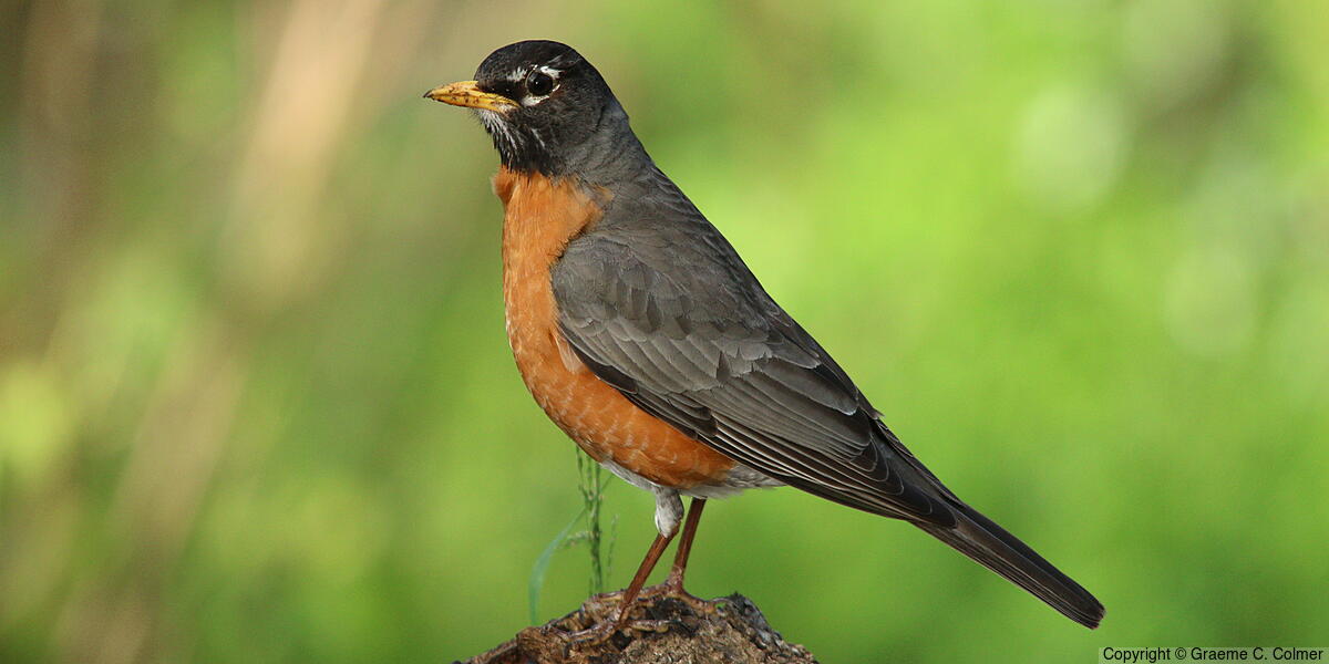 American Robin (Turdus migratorius) - Adult male