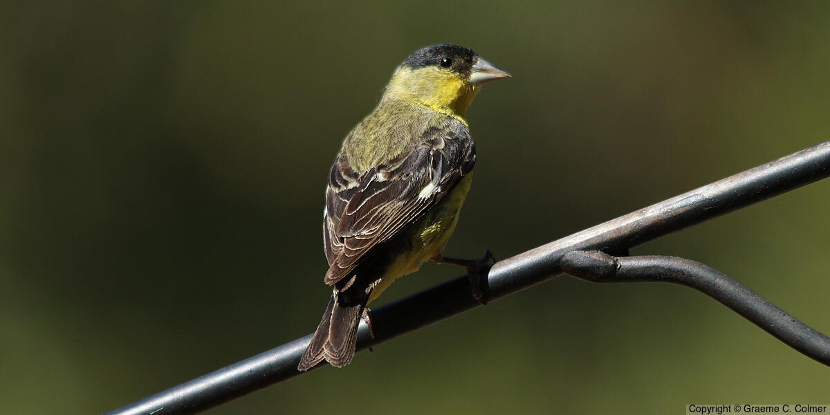 Lesser Goldfinch (Spinus psaltria) - Adult male