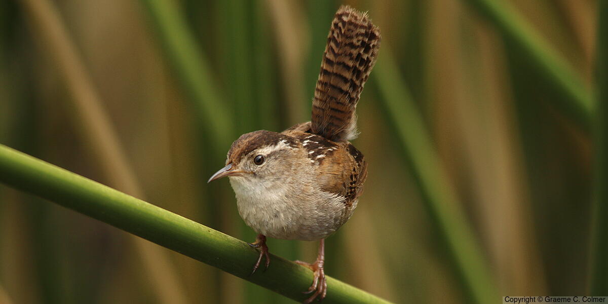 Marsh Wren (Cistothorus palustris) - Adult