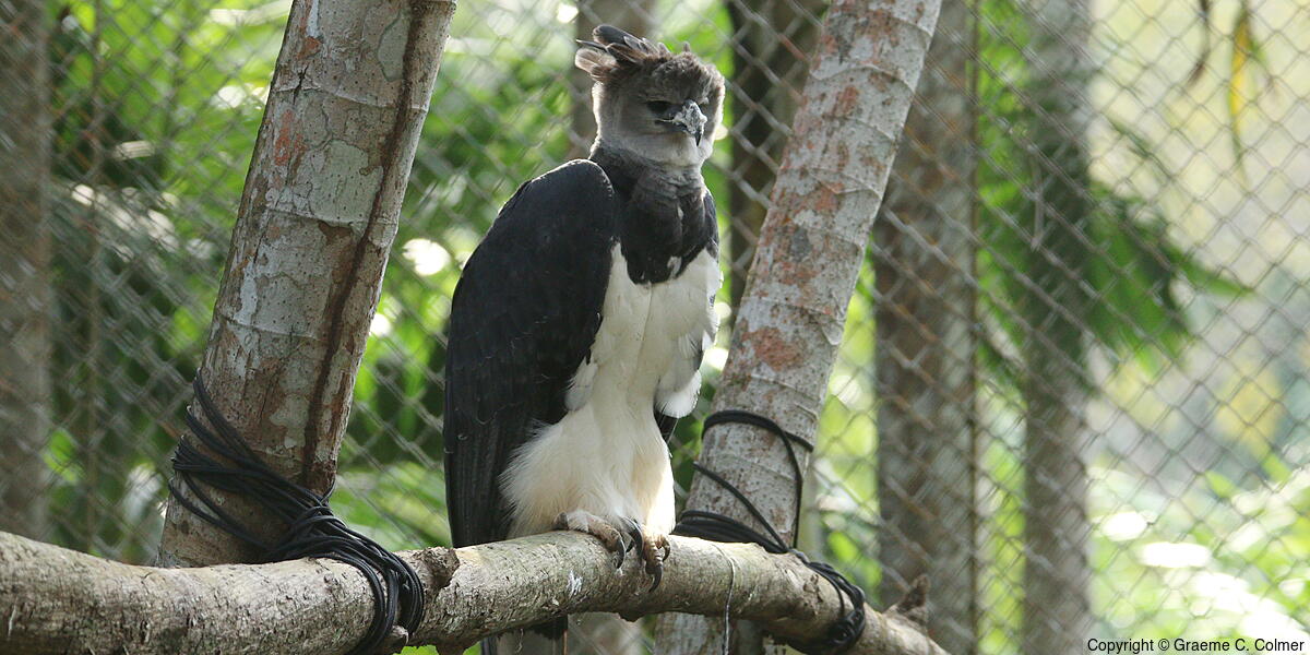 Harpy Eagle (Harpia harpyja) - Adult