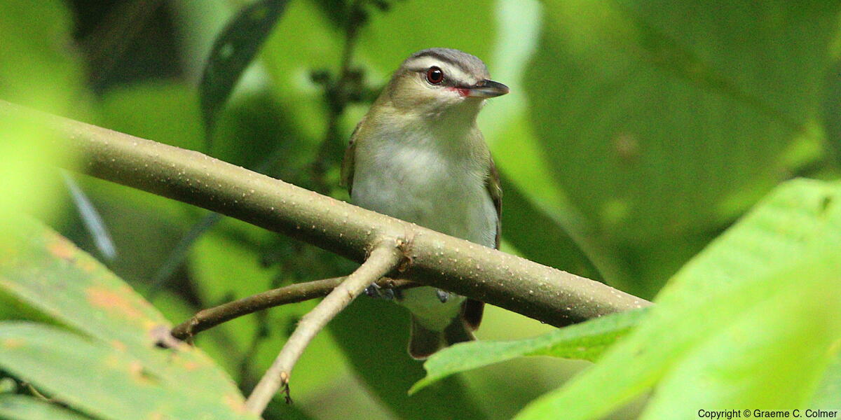 Red-eyed Vireo (Vireo olivaceus) - Adult