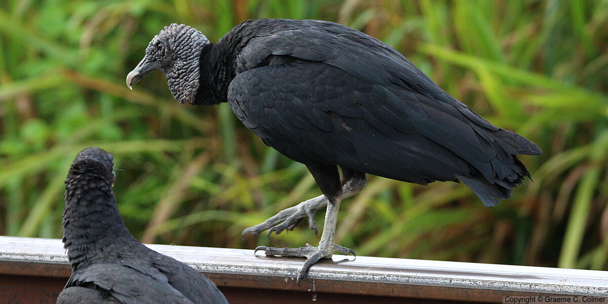 Black Vulture (Coragyps atratus) - Adult