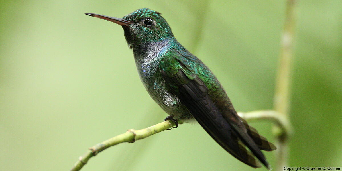 Blue-chested Hummingbird (Polyerata amabilis) - Adult male