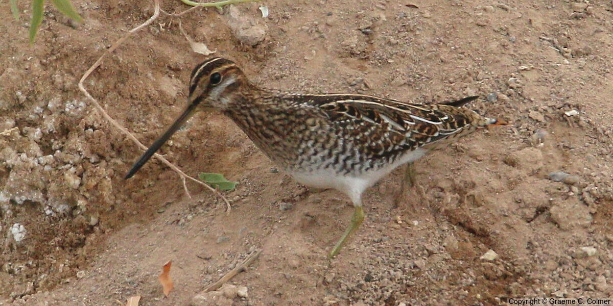 Wilson's Snipe (Gallinago delicata) - Adult