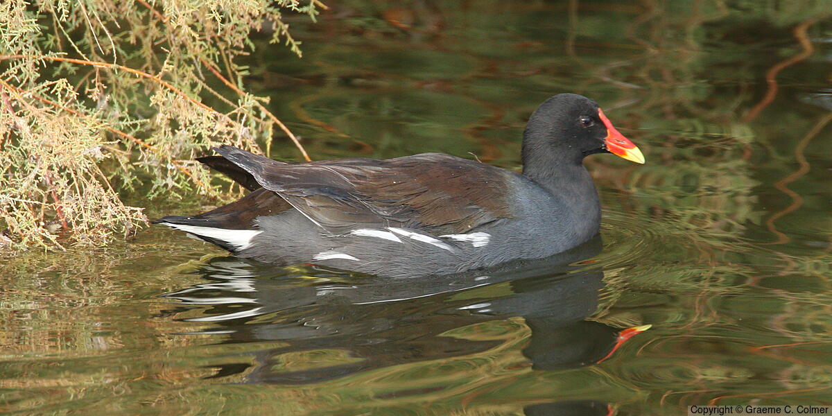 Common Gallinule (Gallinula galeata) - Adult