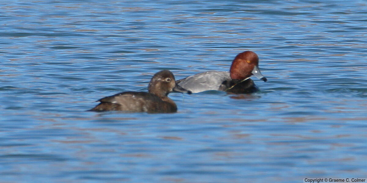 Redhead (Aythya americana) - Adult male and female