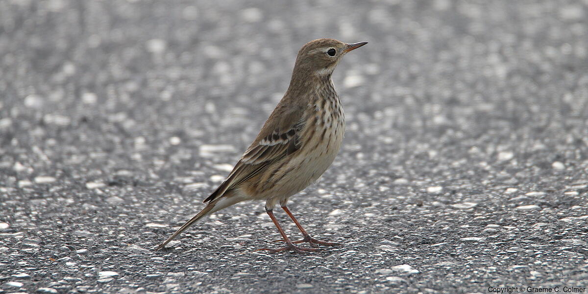 American Pipit (Anthus rubescens) - Adult