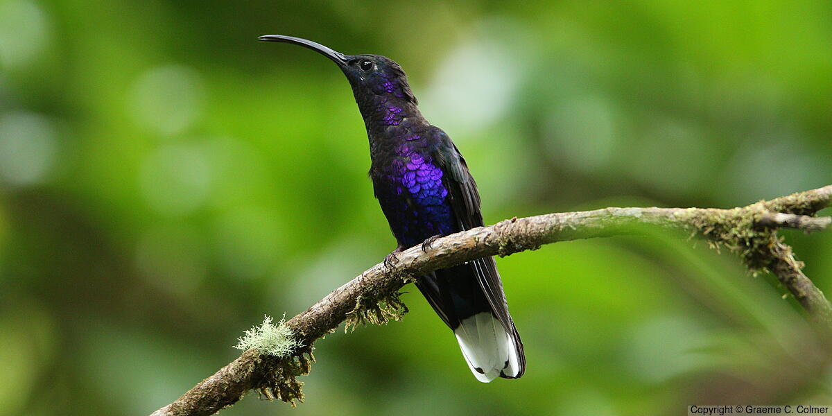 Violet Sabrewing (Campylopterus hemileucurus) - Adult male