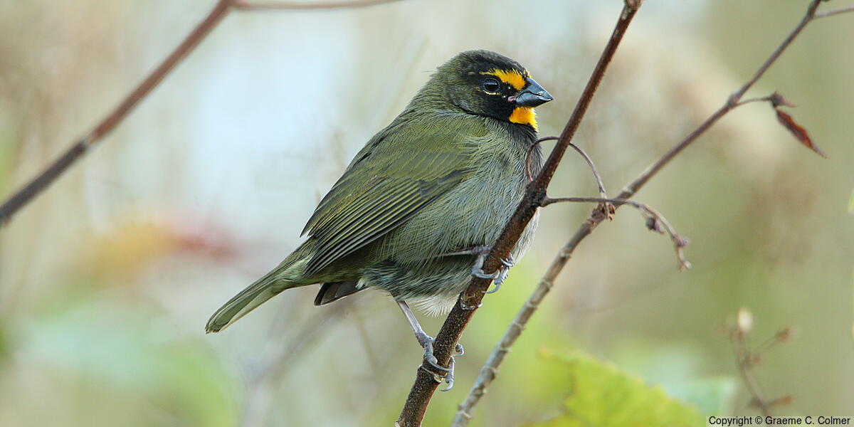 Yellow-faced Grassquit (Tiaris olivaceus) - Adult male