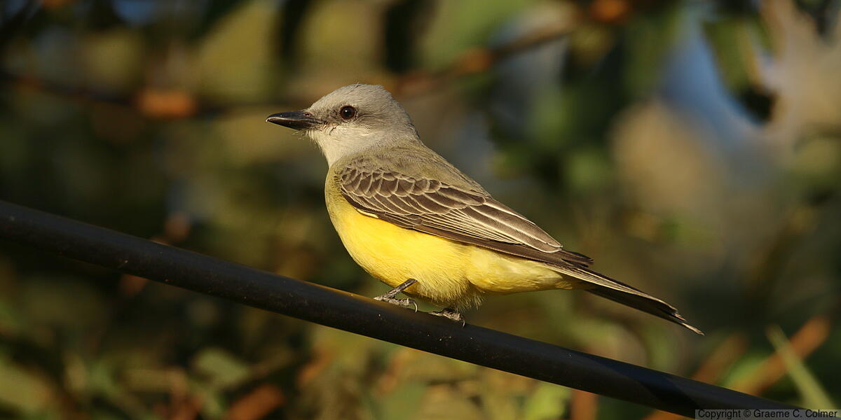 Tropical Kingbird (Tyrannus melancholicus) - Adult