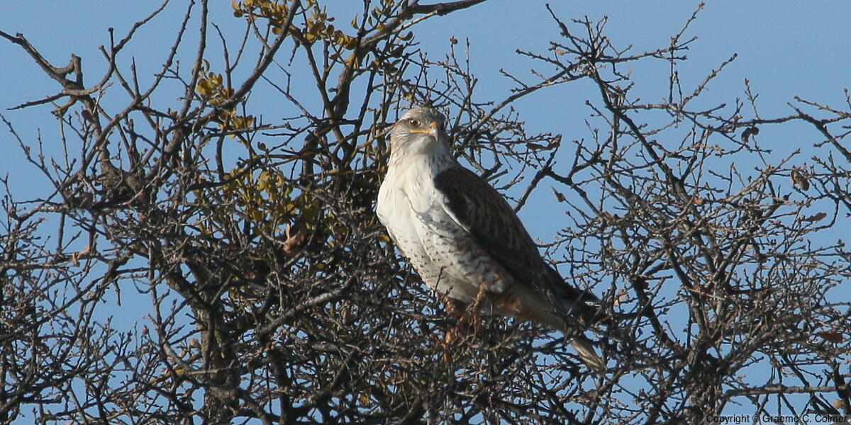 Ferruginous Hawk (Buteo regalis) - Adult (light morph)