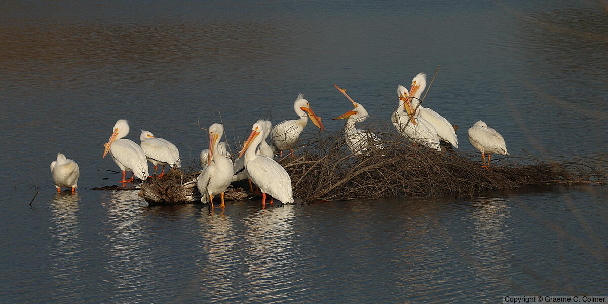 American White Pelican (Pelecanus erythrorhynchos) - Flock