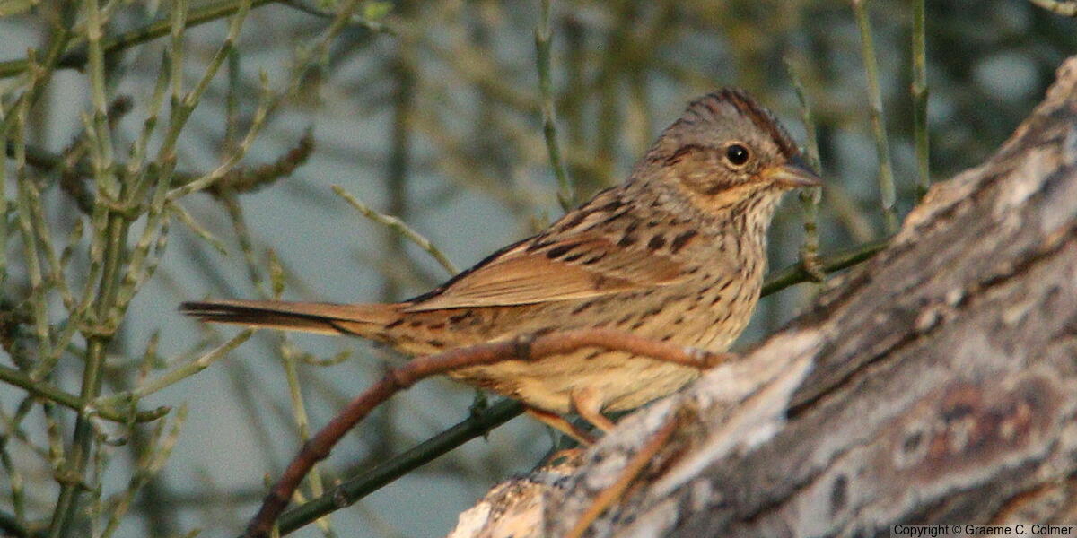 Lincoln's Sparrow (Melospiza lincolnii) - Adult