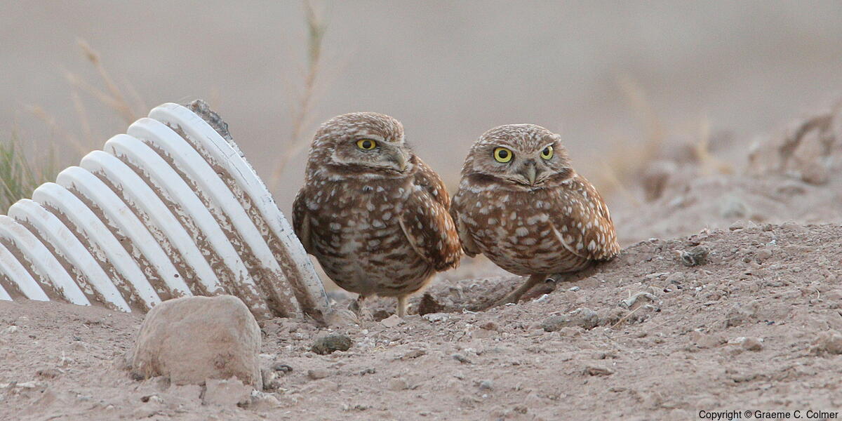 Burrowing Owl (Athene cunicularia) - Adults