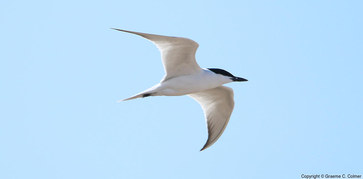 Gull-billed Tern (Gelochelidon nilotica) - Breeding adult