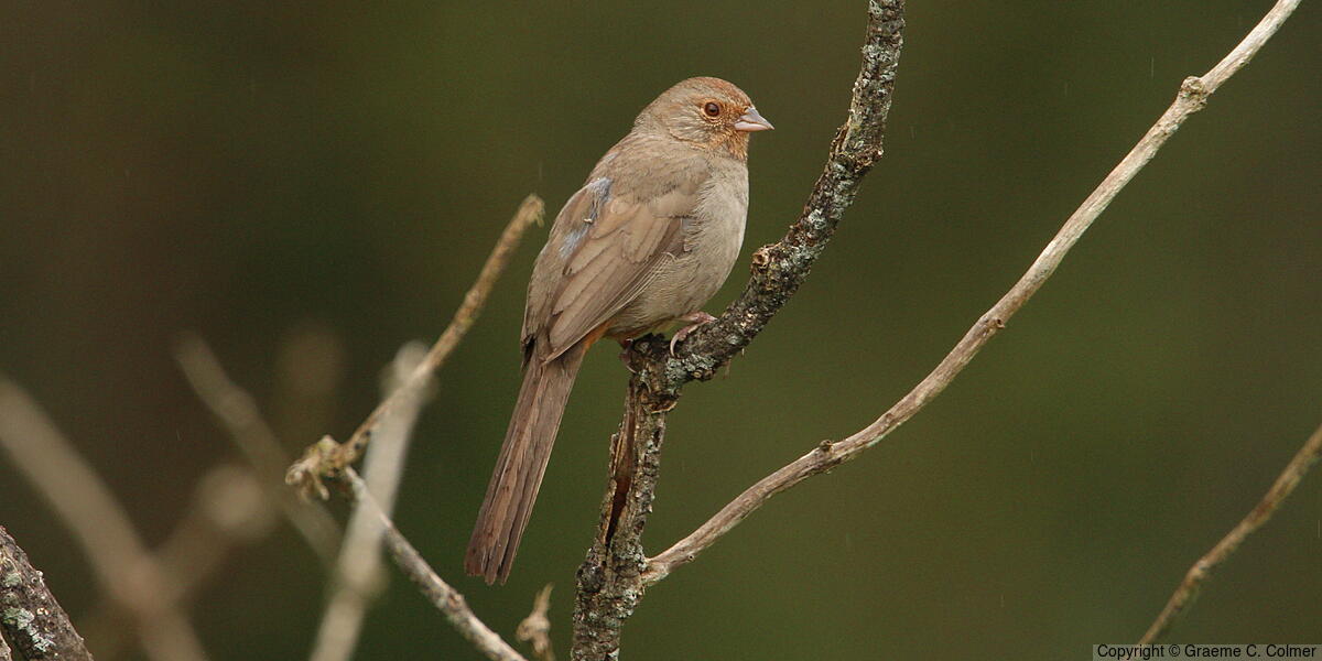California Towhee (Melozone crissalis) - Adult