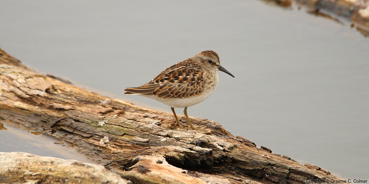 Least Sandpiper (Calidris minutilla) - Breeding adult