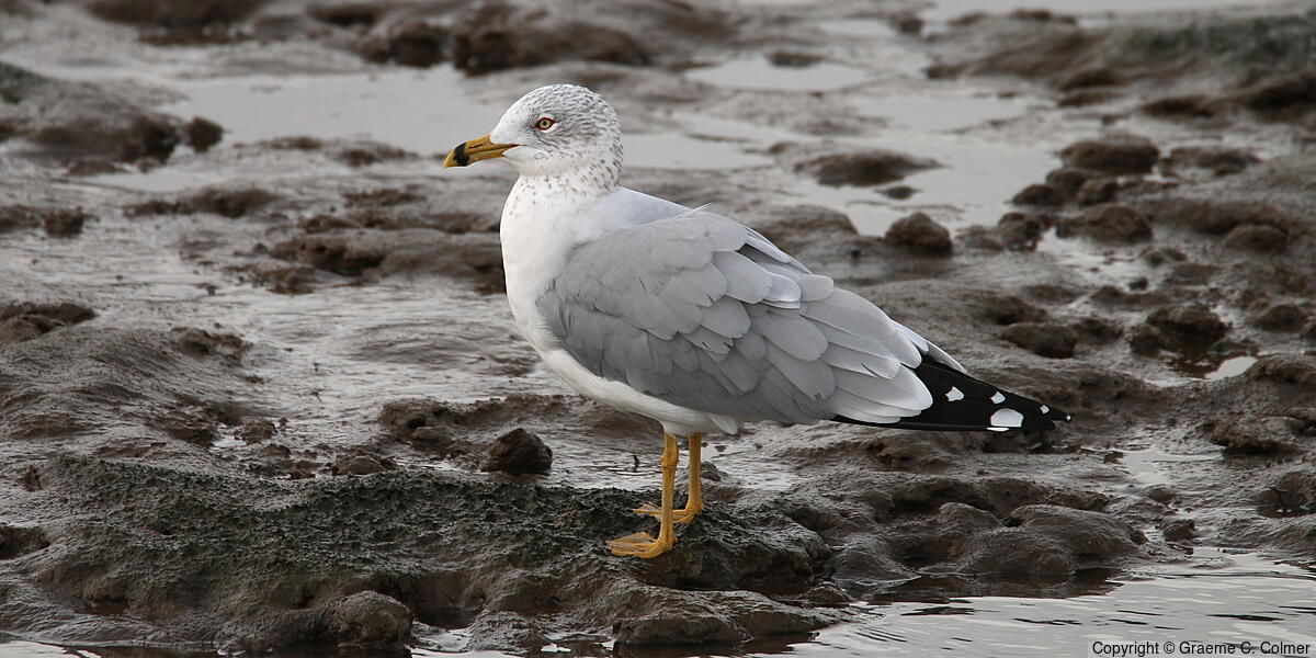 Ring-billed Gull (Larus delawarensis) - Non-breeding adult
