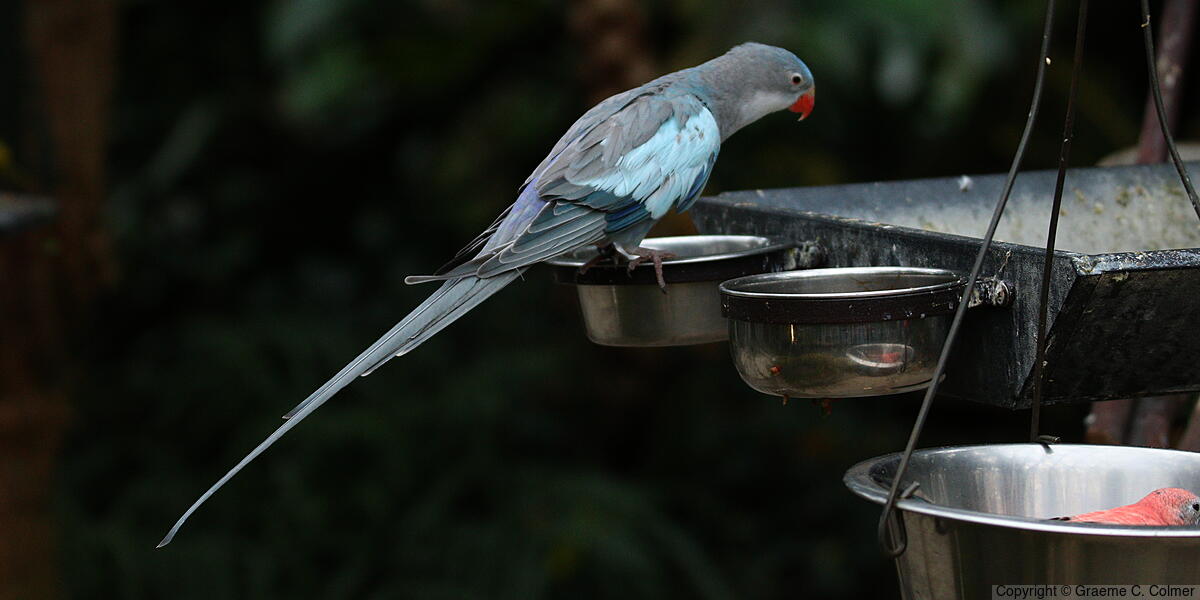 Princess Parrot (Polytelis alexandrae) - Adult