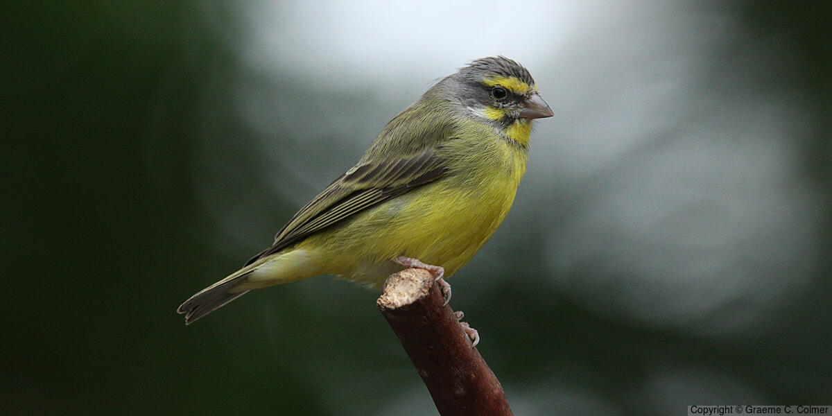 Yellow-fronted Canary (Crithagra mozambica) - Adult