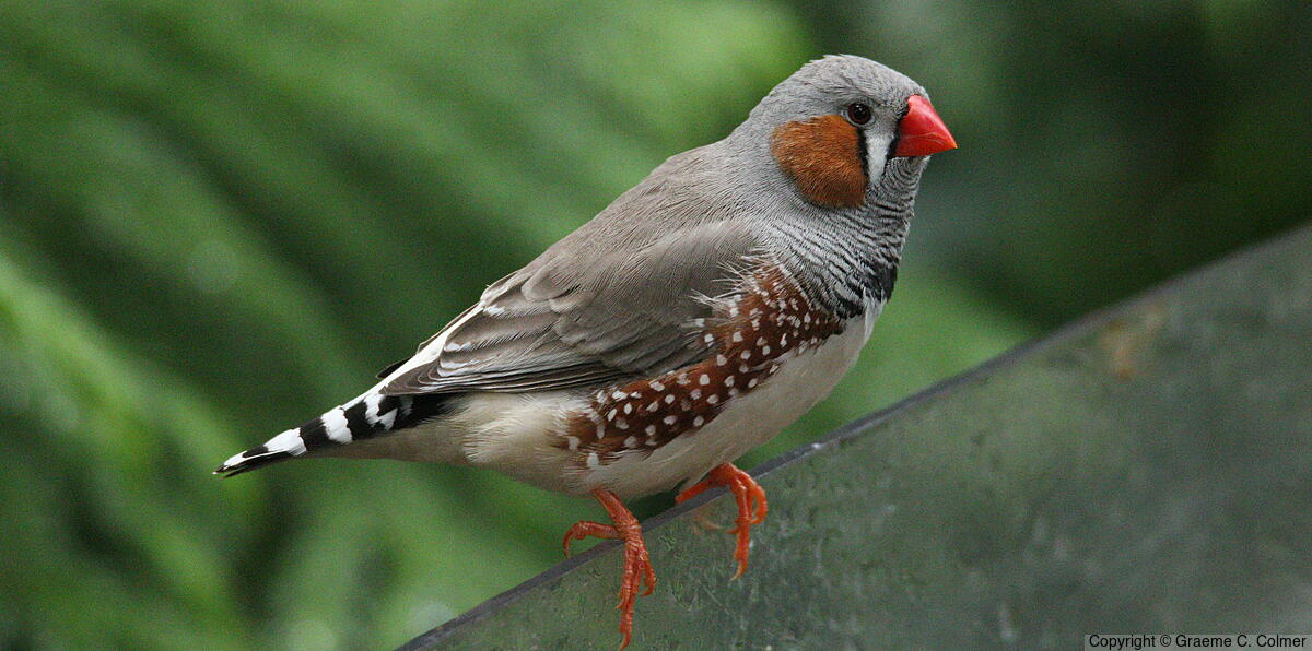 Zebra Finch (Taeniopygia guttata) - Adult