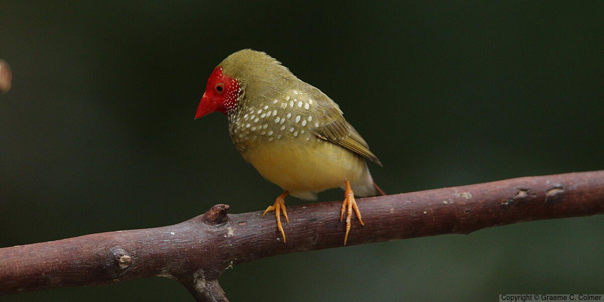 Star Finch (Emblema ruficauda) - Adult