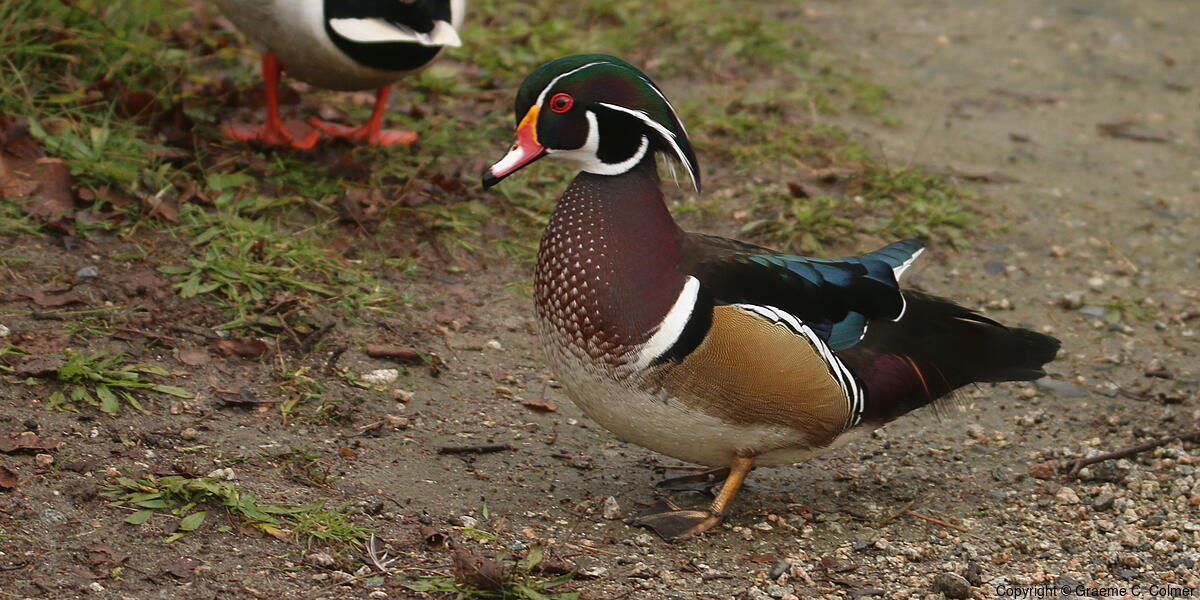Wood Duck (Aix sponsa) - Breeding male