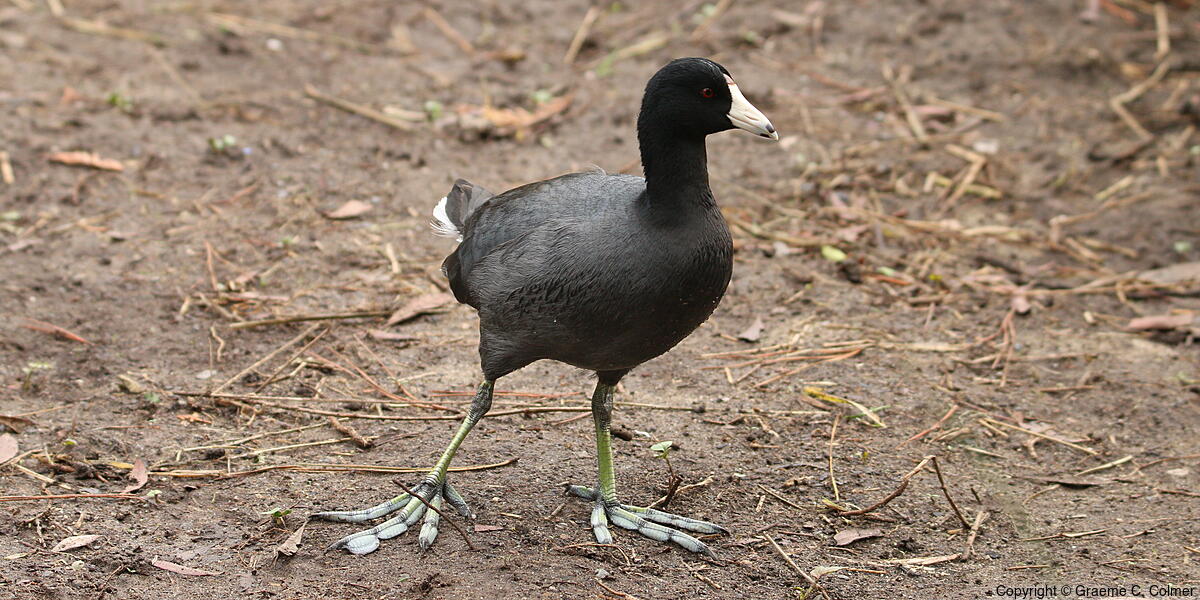 American Coot (Fulica americana) - Adult